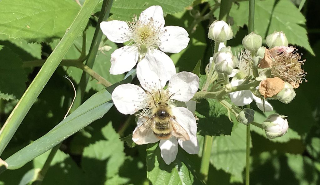 A close-up of a honeybee landing on a flower growing from a blackberry bush.