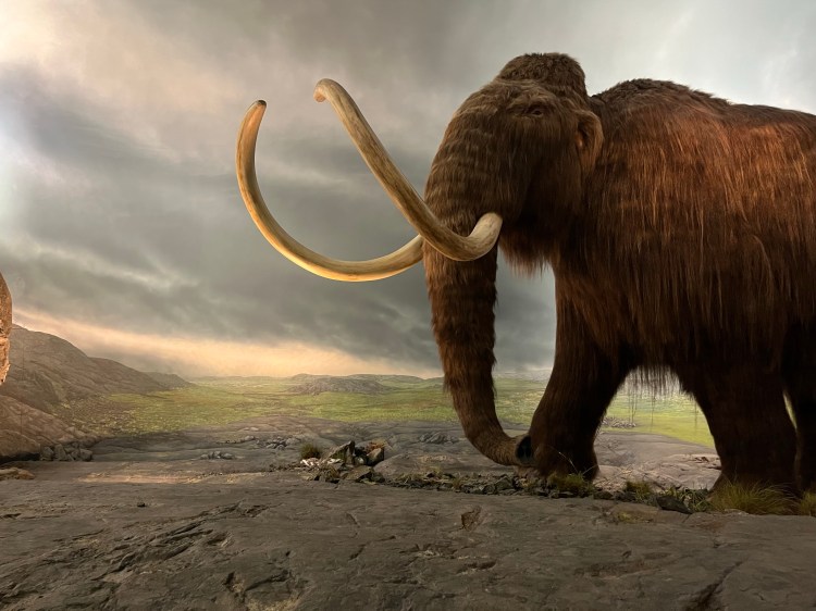 Mammoth exhibit